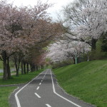 西野緑道の桜